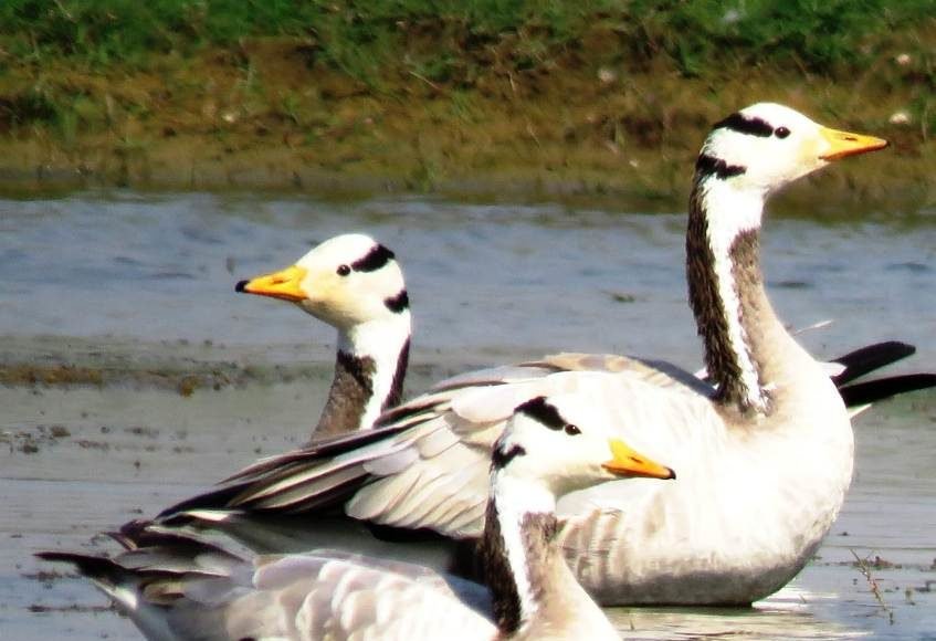 Bar-headed-goose-kopra dam 2
