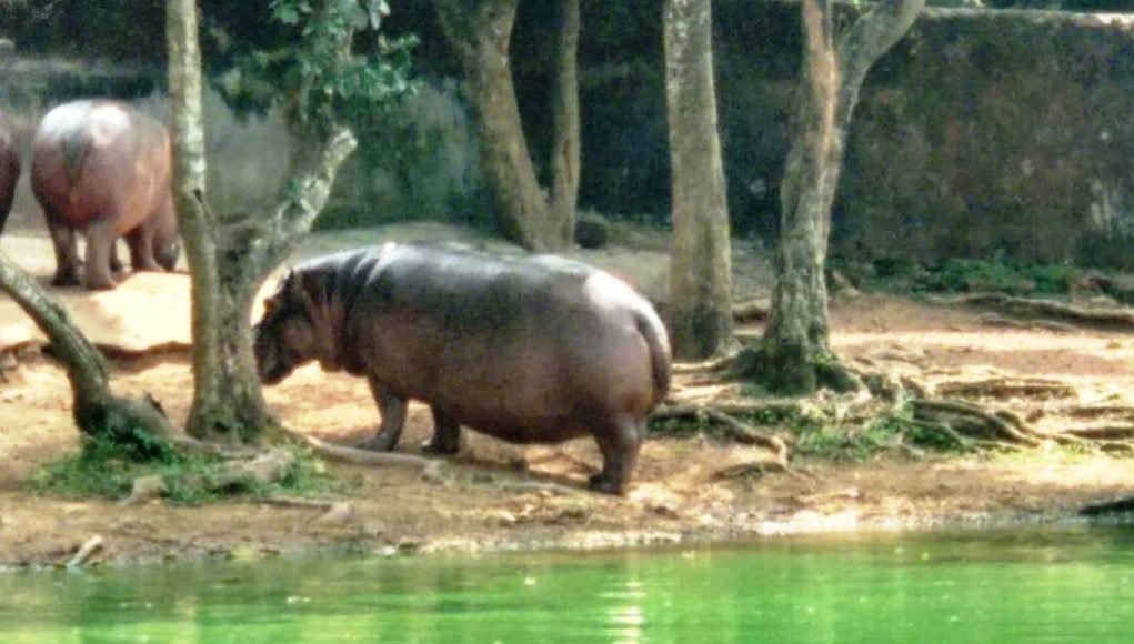 Hippo kanan pendari