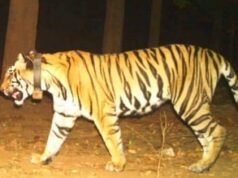 कल एक नवंबर से खुलेगा अचानकमार टाइगर रिजर्व, पर्यटक कर सकेंगे जिप्सी और योद्धा में सैर-सपाटा