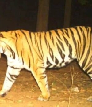 कल एक नवंबर से खुलेगा अचानकमार टाइगर रिजर्व, पर्यटक कर सकेंगे जिप्सी और योद्धा में सैर-सपाटा