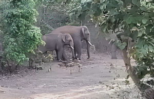 GPM: मरवाही परिक्षेत्र में एक पखवाड़े से चार हाथियों का उत्पात, ग्रामीणों में दहशत