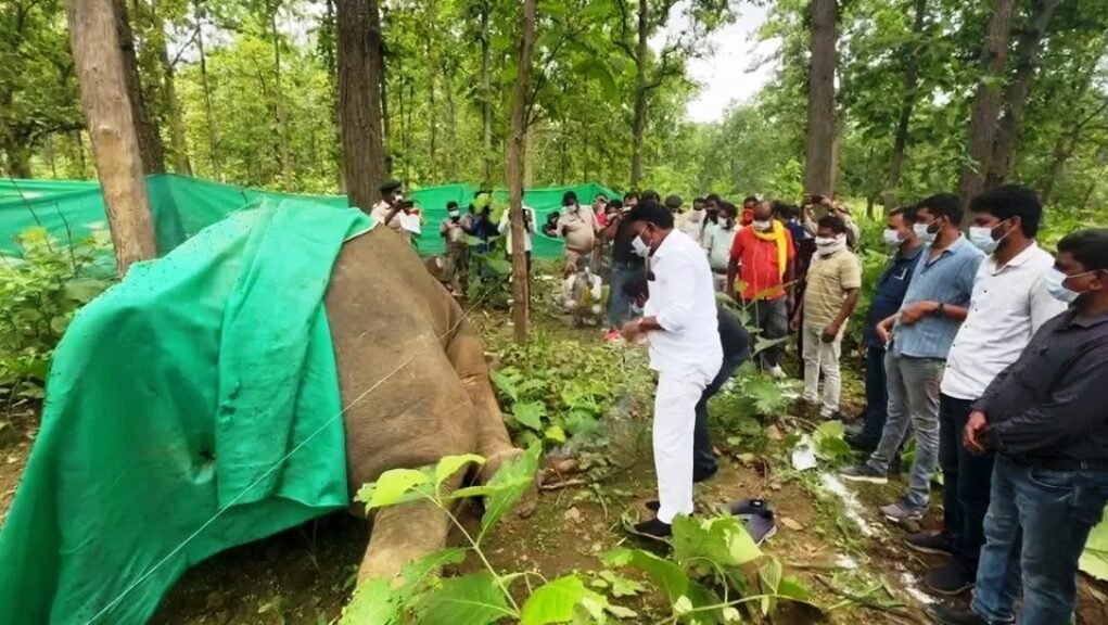 Korba elephant death