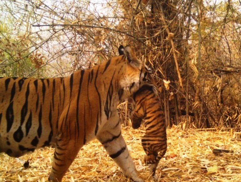 Tiger ATR file photo