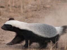 Chhattisgarh: मरवाही के जंगल में दिखा दुर्लभ हनी बैजर, वन विभाग ने सुरक्षित जंगल में खदेड़ा