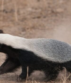 Chhattisgarh: मरवाही के जंगल में दिखा दुर्लभ हनी बैजर, वन विभाग ने सुरक्षित जंगल में खदेड़ा