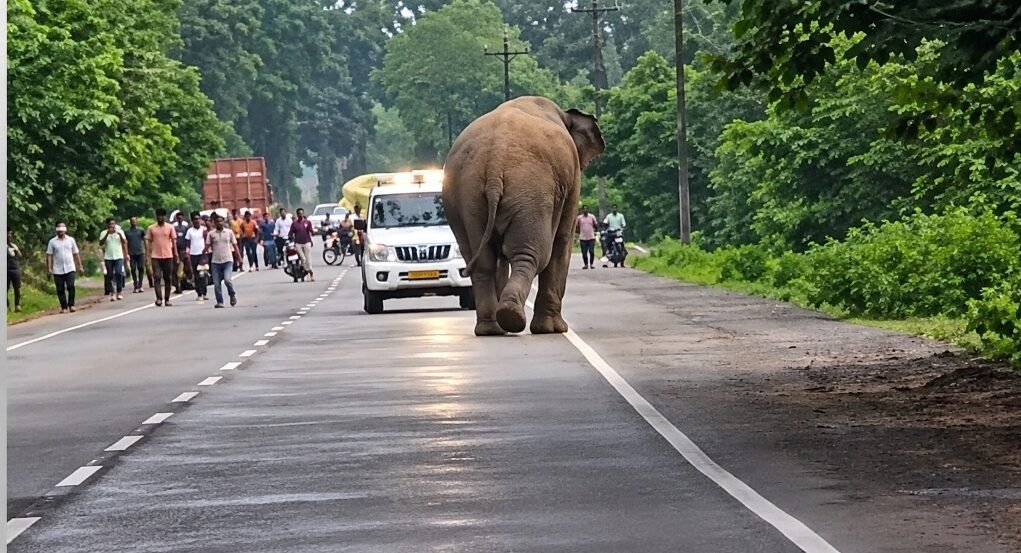 Korba elephant