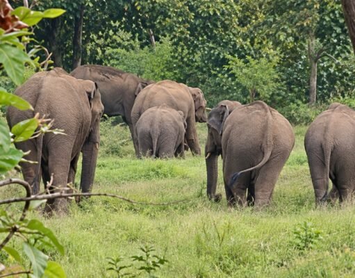 कटघोरा में बाउंड्री तोड़ हॉस्टल में घुसा 52 हाथियों का झुंड; बगीचा उजाड़ा, दहशत में गुजरी बच्चों की रात